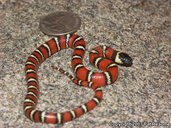 San Diego Mountain Kingsnake (Lampropeltis zonata pulchra)