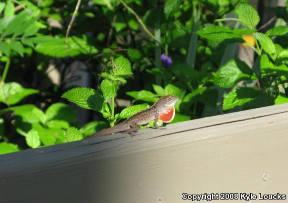 Cuban Brown Anole (Anolis sagrei sagrei)