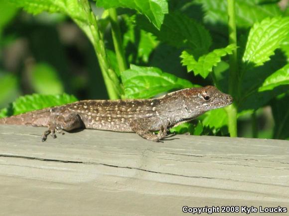 Cuban Brown Anole (Anolis sagrei sagrei)