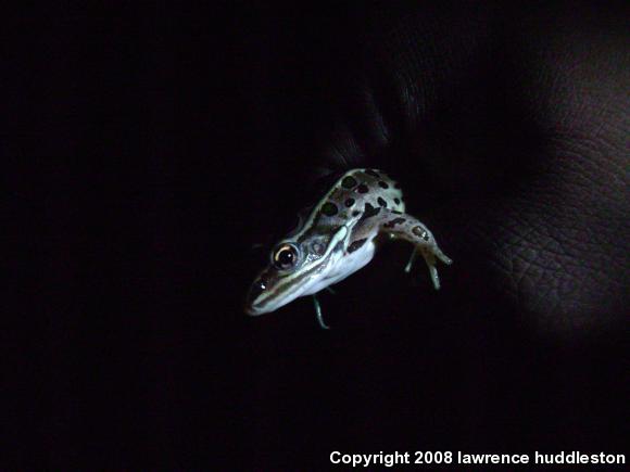 Northern Leopard Frog (Lithobates pipiens)