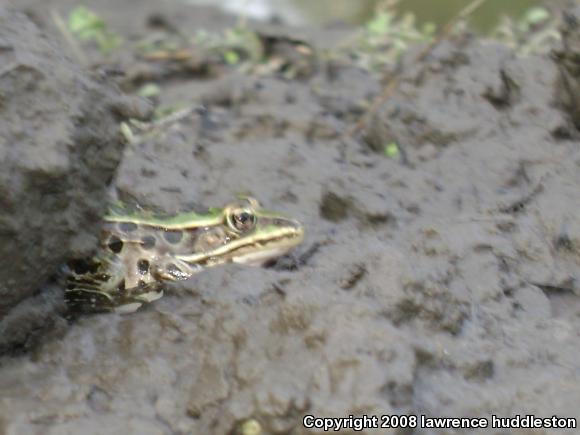 Northern Leopard Frog (Lithobates pipiens)