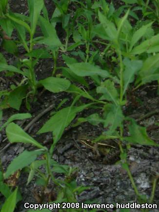 Northern Leopard Frog (Lithobates pipiens)