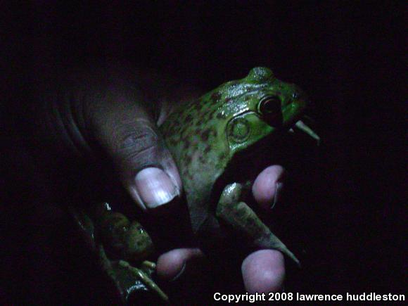 American Bullfrog (Lithobates catesbeianus)