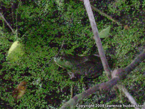 American Bullfrog (Lithobates catesbeianus)