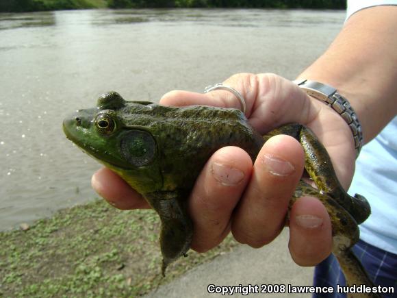 American Bullfrog (Lithobates catesbeianus)