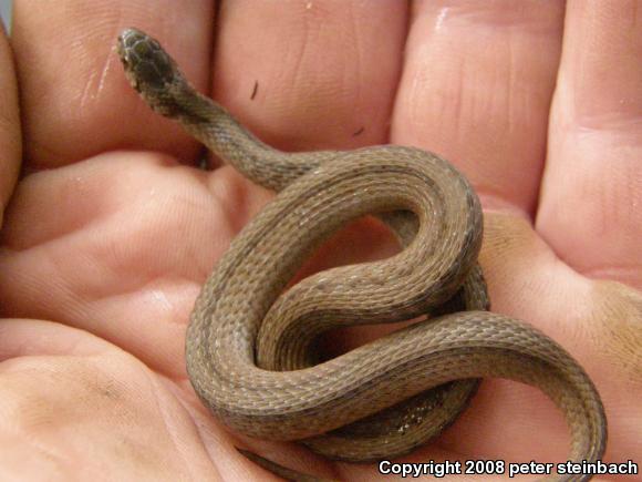 Northern Brownsnake (Storeria dekayi dekayi)