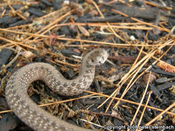 Northern Brownsnake (Storeria dekayi dekayi)