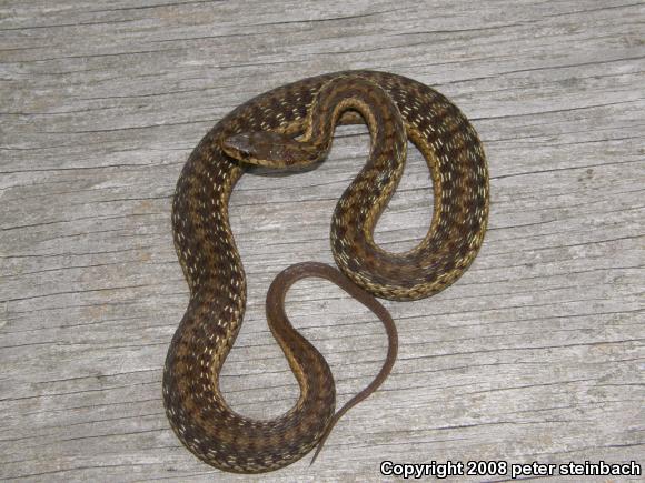 Eastern Gartersnake (Thamnophis sirtalis sirtalis)