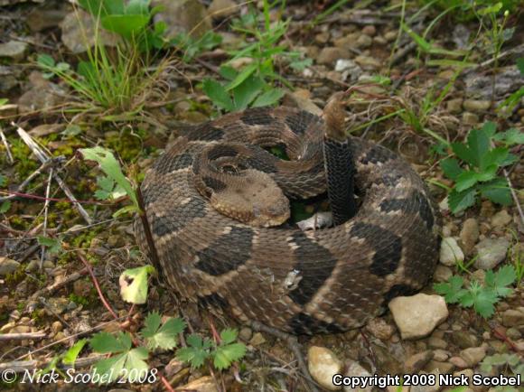 Timber Rattlesnake (Crotalus horridus)