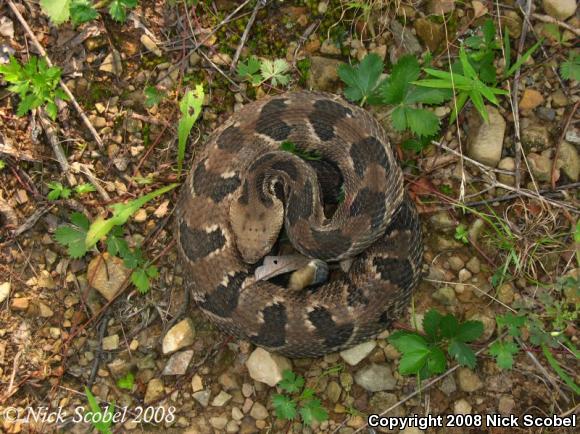 Timber Rattlesnake (Crotalus horridus)