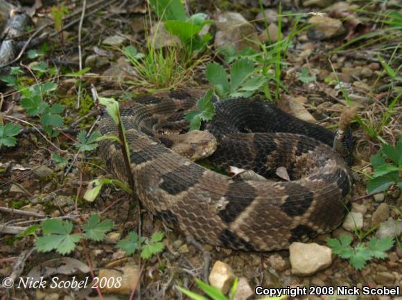 Timber Rattlesnake (Crotalus horridus)