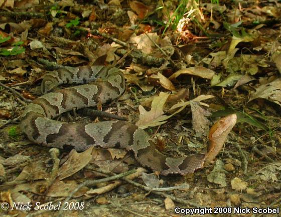 Northern  Copperhead (Agkistrodon contortrix mokasen)