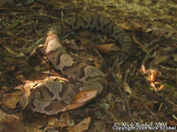 Northern  Copperhead (Agkistrodon contortrix mokasen)