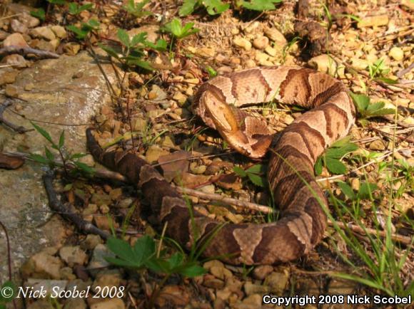 Northern  Copperhead (Agkistrodon contortrix mokasen)