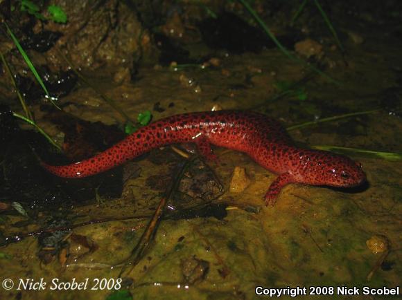 Northern Red Salamander (Pseudotriton ruber ruber)