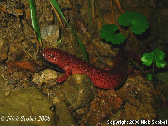 Northern Red Salamander (Pseudotriton ruber ruber)