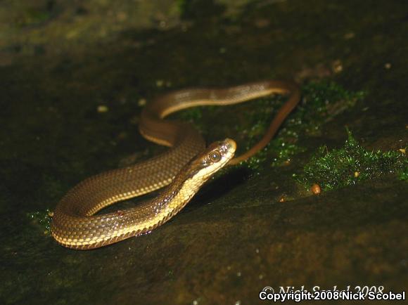 Queensnake (Regina septemvittata)