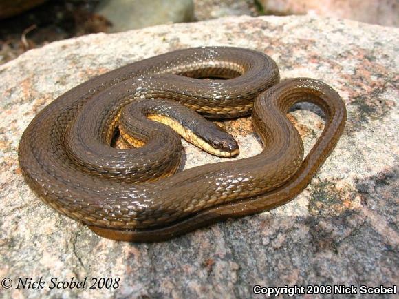 Queensnake (Regina septemvittata)