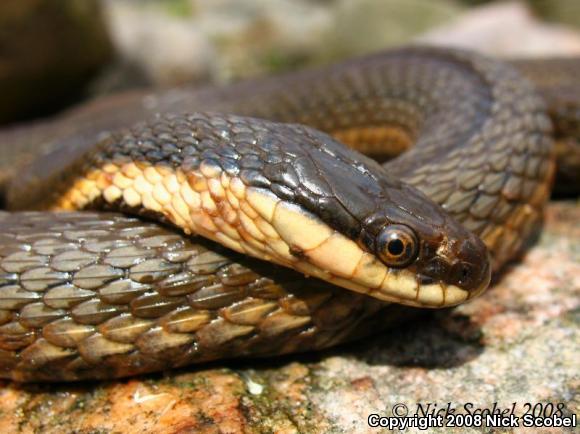 Queensnake (Regina septemvittata)