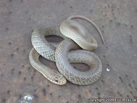 North American Racer (Coluber constrictor)