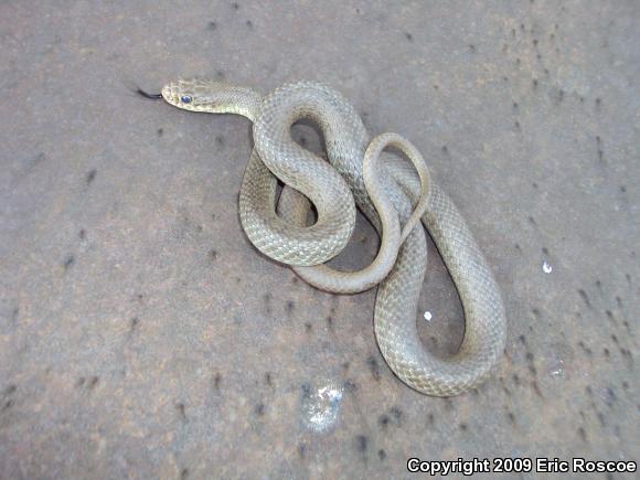 North American Racer (Coluber constrictor)