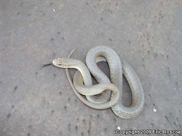 North American Racer (Coluber constrictor)