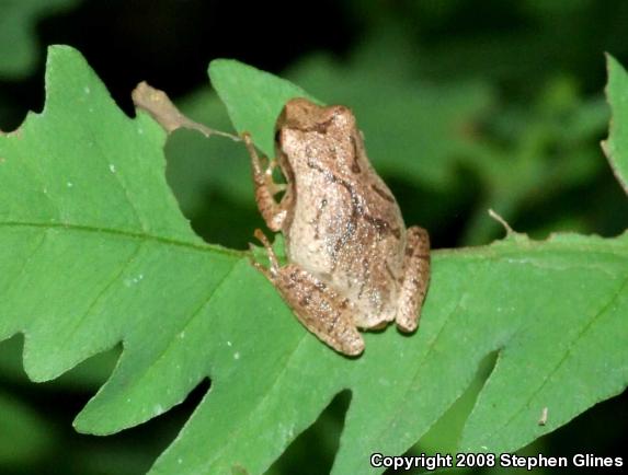 Spring Peeper (Pseudacris crucifer)