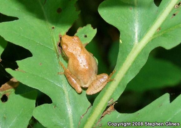 Spring Peeper (Pseudacris crucifer)