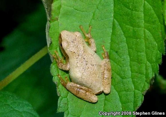 Spring Peeper (Pseudacris crucifer)