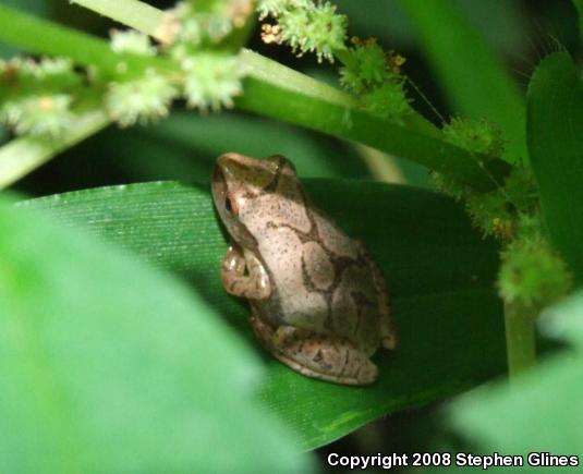 Spring Peeper (Pseudacris crucifer)