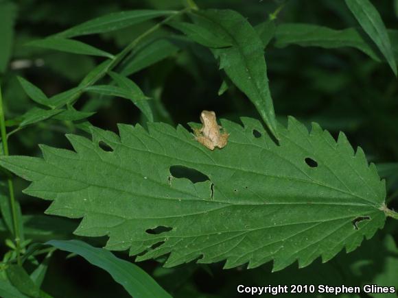 Spring Peeper (Pseudacris crucifer)