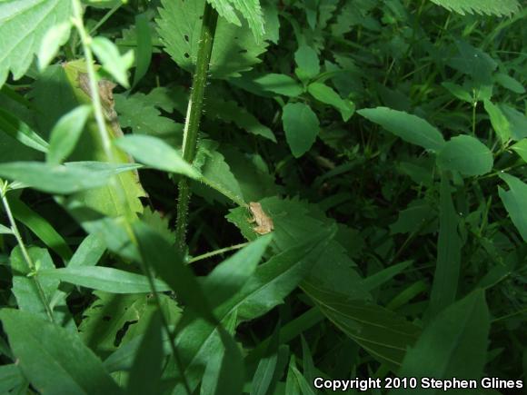 Spring Peeper (Pseudacris crucifer)