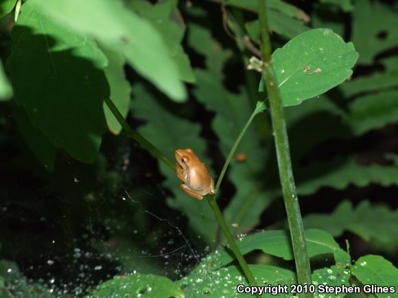 Spring Peeper (Pseudacris crucifer)