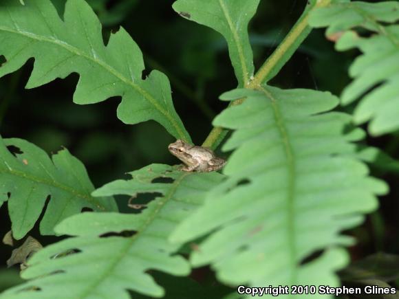 Spring Peeper (Pseudacris crucifer)