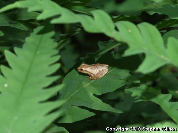 Spring Peeper (Pseudacris crucifer)