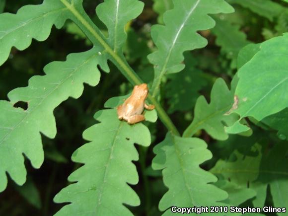 Spring Peeper (Pseudacris crucifer)