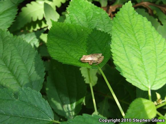 Spring Peeper (Pseudacris crucifer)