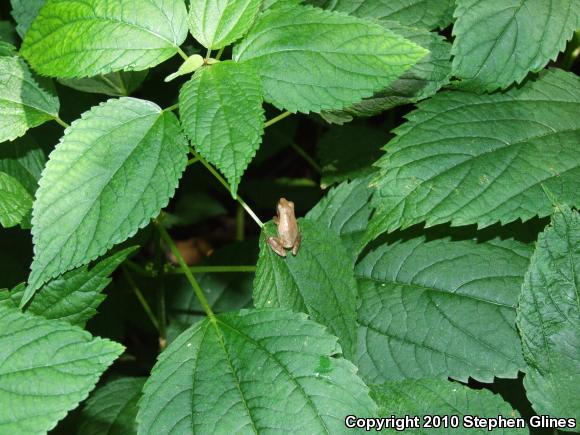 Spring Peeper (Pseudacris crucifer)