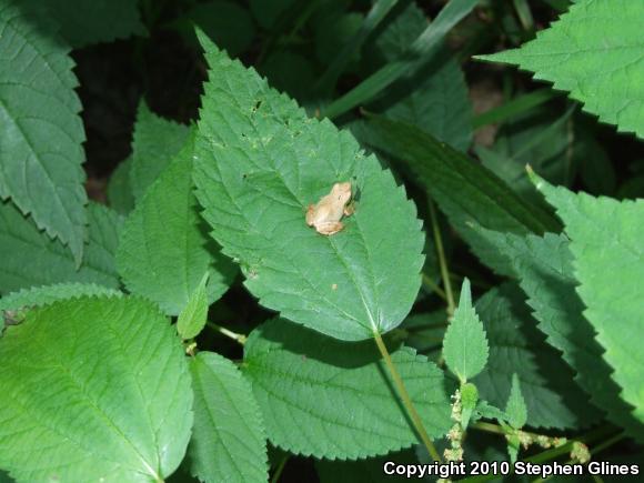 Spring Peeper (Pseudacris crucifer)