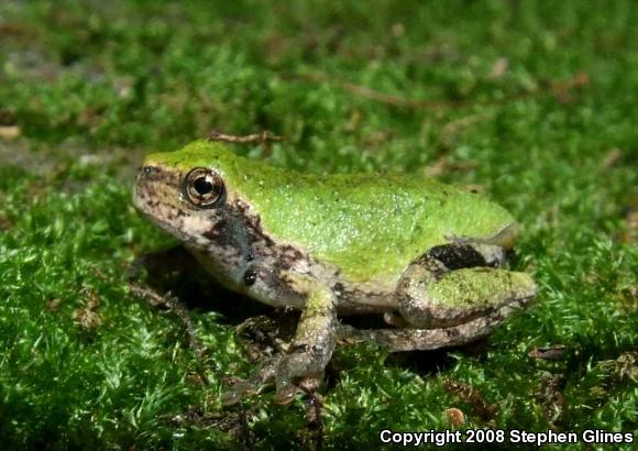 Gray Treefrog (Hyla versicolor)