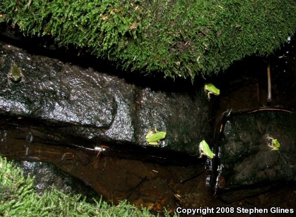 Gray Treefrog (Hyla versicolor)