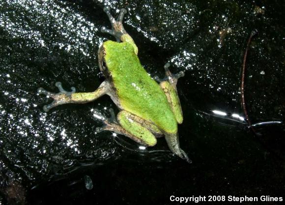 Gray Treefrog (Hyla versicolor)