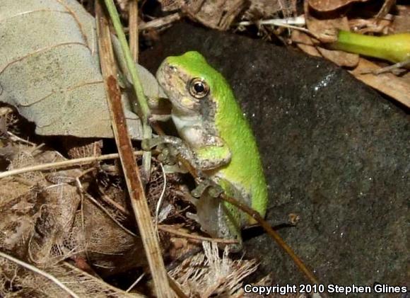 Gray Treefrog (Hyla versicolor)