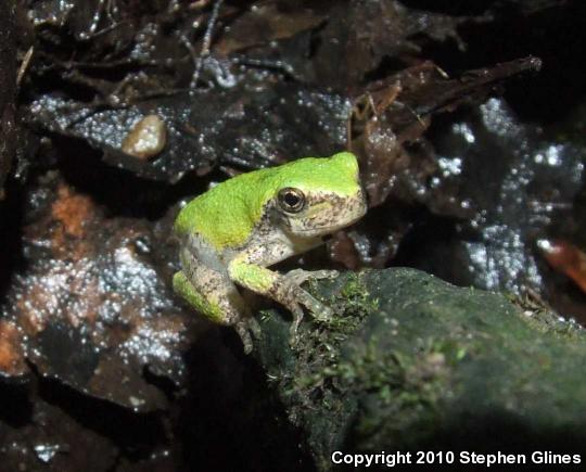 Gray Treefrog (Hyla versicolor)