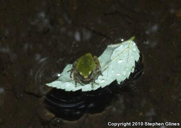 Gray Treefrog (Hyla versicolor)