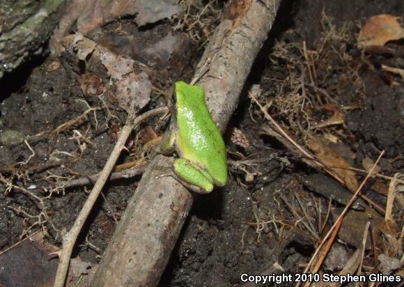 Gray Treefrog (Hyla versicolor)