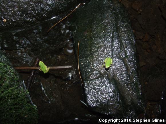 Gray Treefrog (Hyla versicolor)