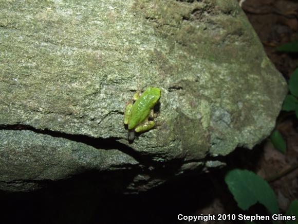 Gray Treefrog (Hyla versicolor)