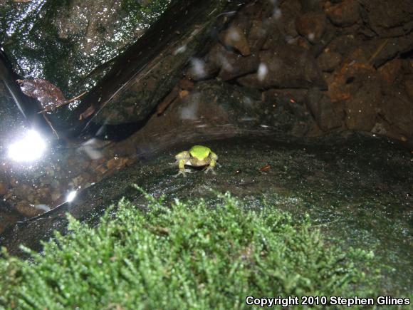 Gray Treefrog (Hyla versicolor)