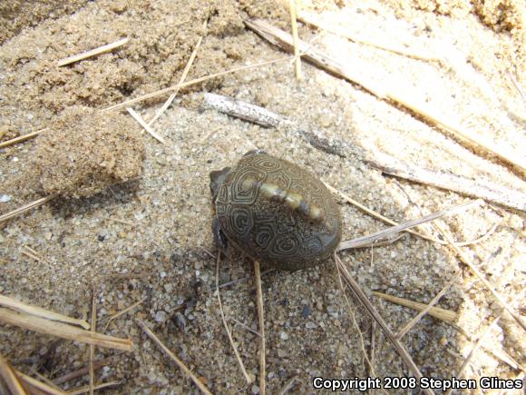 Northern Diamond-backed Terrapin (Malaclemys terrapin terrapin)